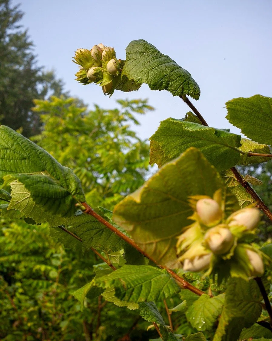 Kes&auml; alkaa kypsy&auml; p&auml;hkin&auml;sadoksi. Pienet hasselp&auml;hkin&auml;n (Corylus avellana) alut tulivat n&auml;kyviin kes&auml;kuun puoliv&auml;liss&auml;, nyt kaksi kuukautta my&ouml;hemmin p&auml;hkin&auml;n kuori alkaa olla jo t&auml