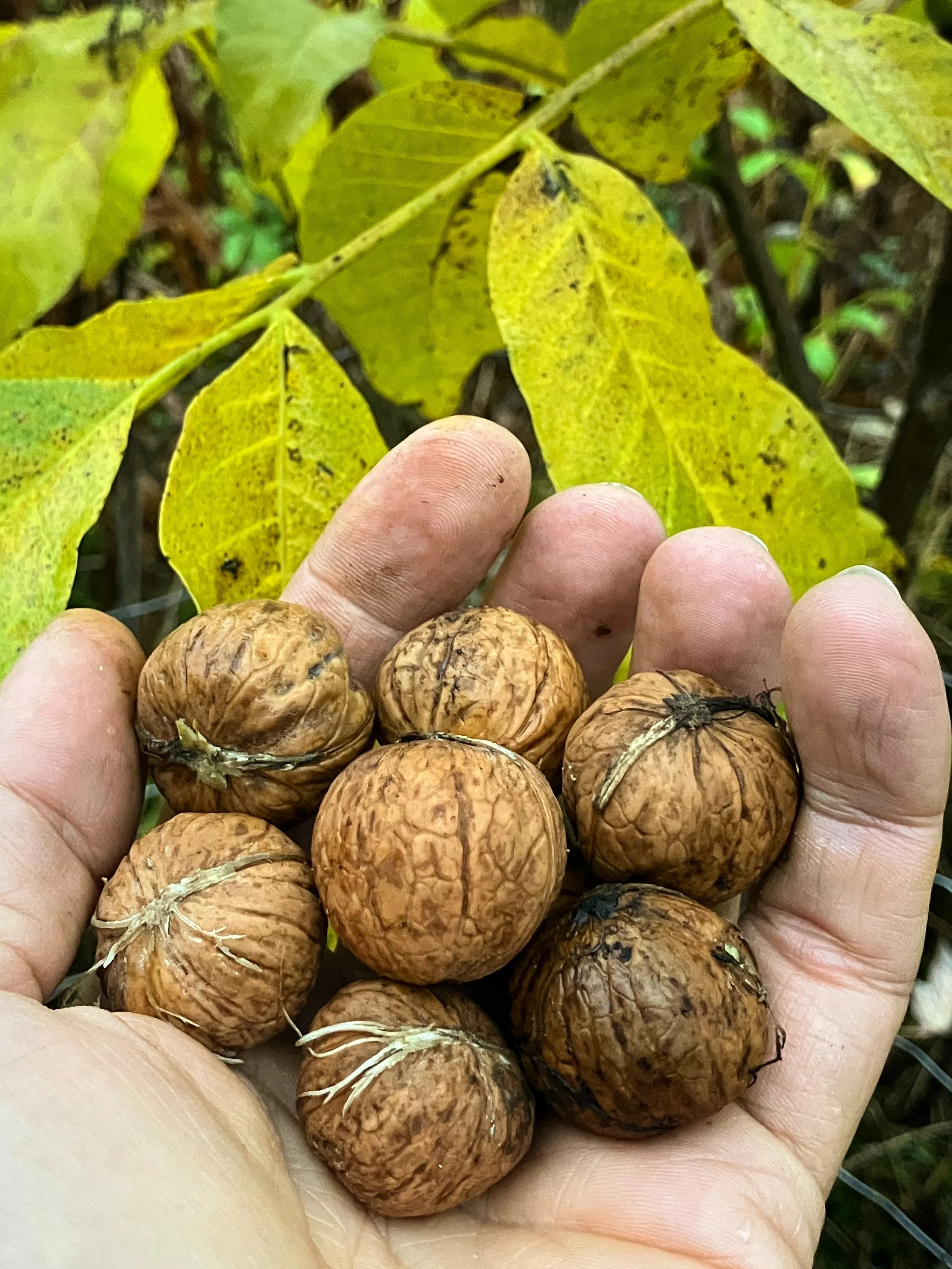 Saksanp&auml;hkin&auml;sato 2026 - 8 p&auml;hkin&auml;&auml;!
Walnut harvest 2026 - 8 nuts!

#p&auml;hkin&auml;mies #walnut #valrieksti #valn&ouml;tstr&auml;d #graikiniairie&scaron;utai