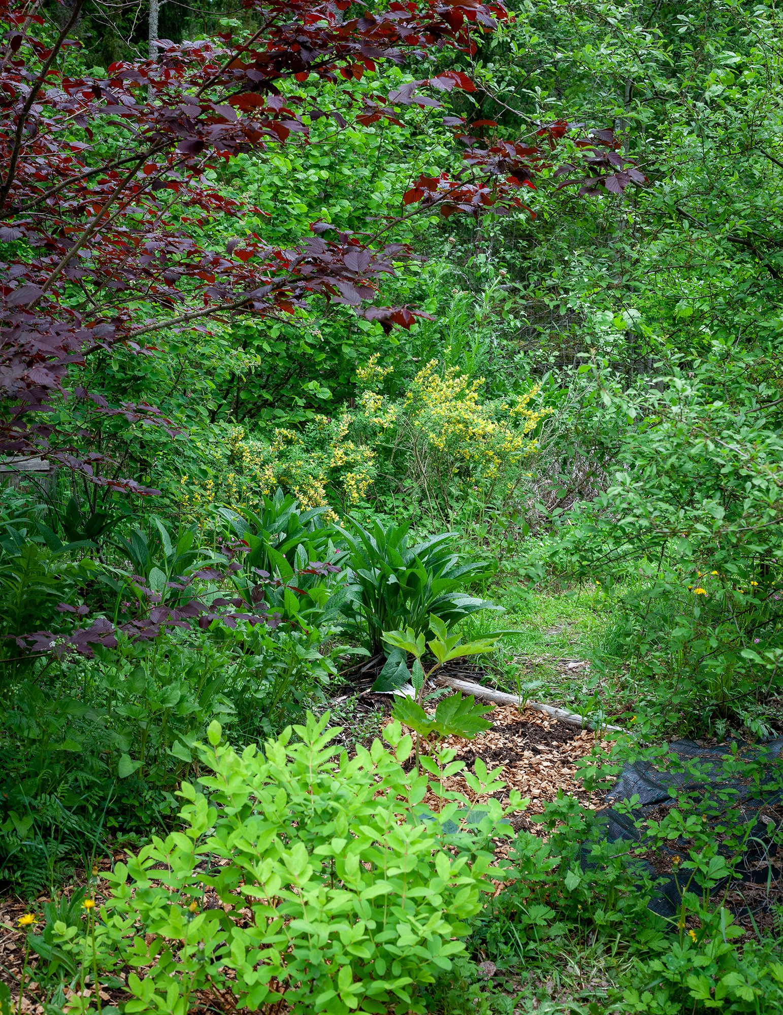 Kuva vehreästä metsäpuutarhasta lehmustoineen.