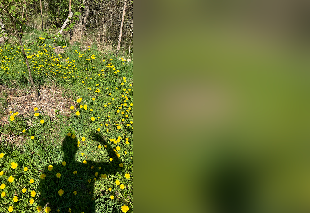 Kuvassa on miehen varjo joka vilkuttaa, varjo on voikukkien ja ruohon päällä