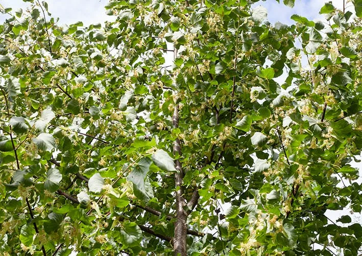 Kuvassa kukkiva metsälehmus.