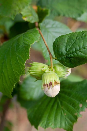 Kuvassa kotimaisen pähkinäpensaan hasselpähkinöitä.