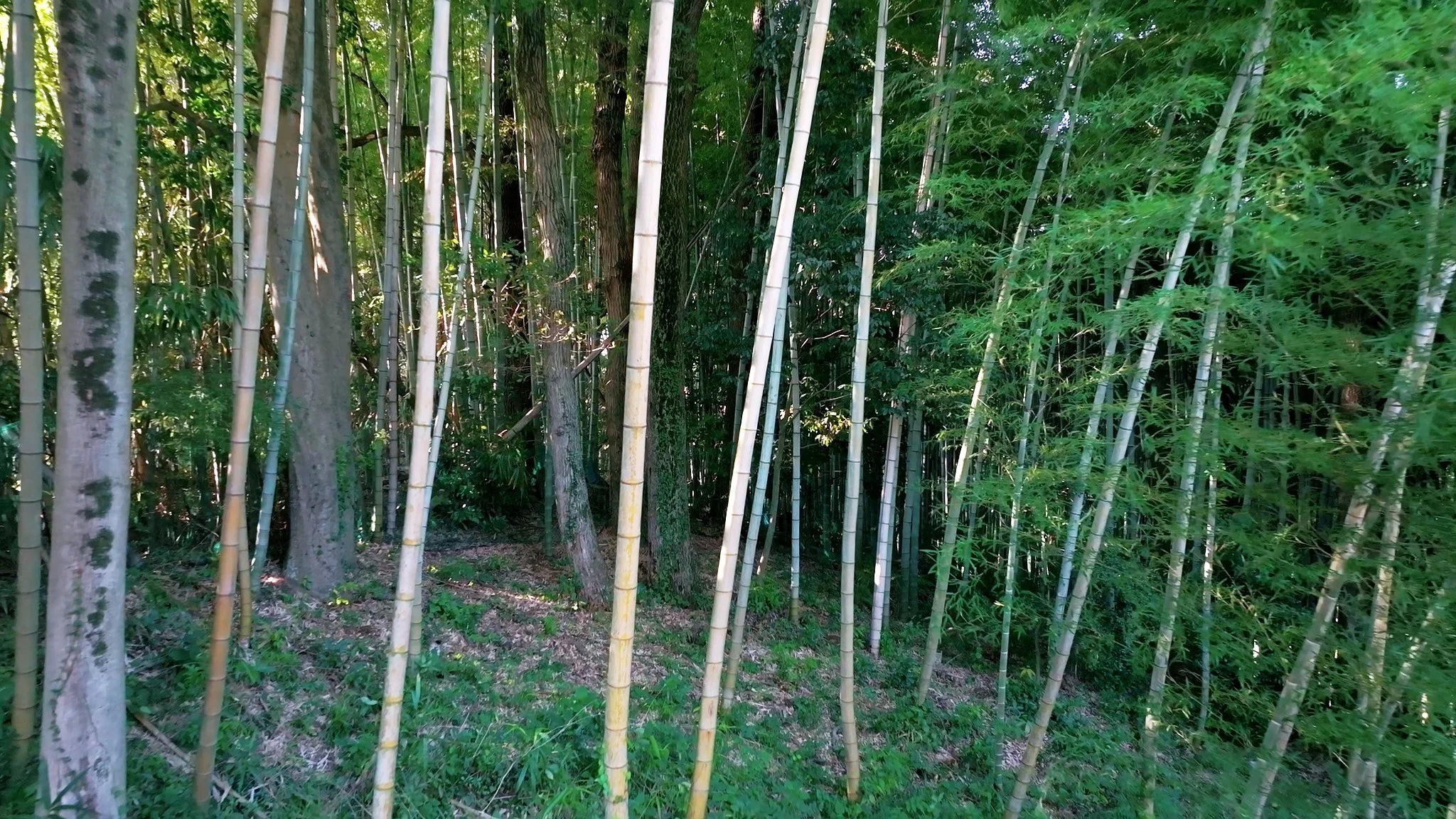 せとうち母家のプライベートウッドデッキに隣接する竹藪