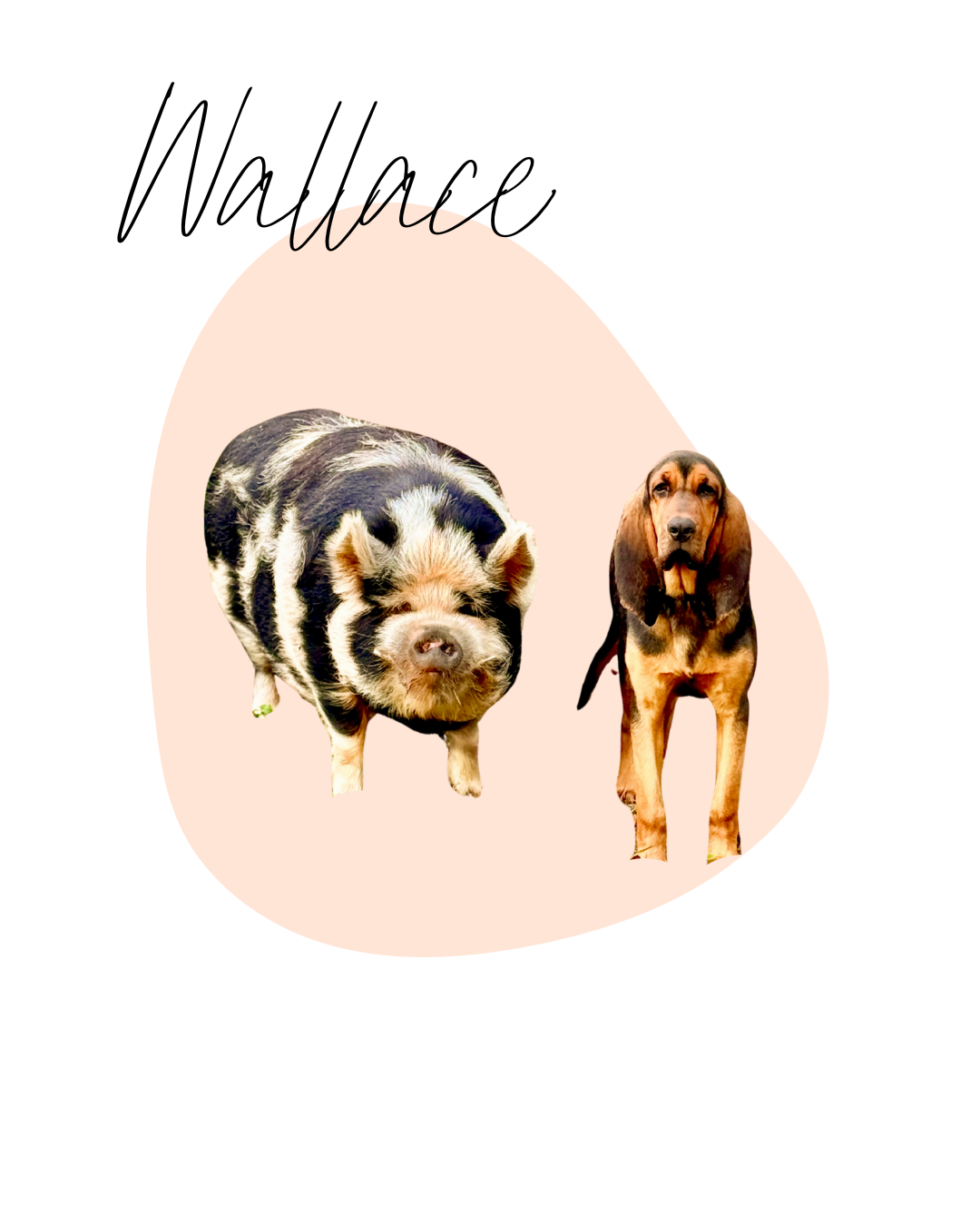 Illustration of a pig and a dog with a light pink abstract background.