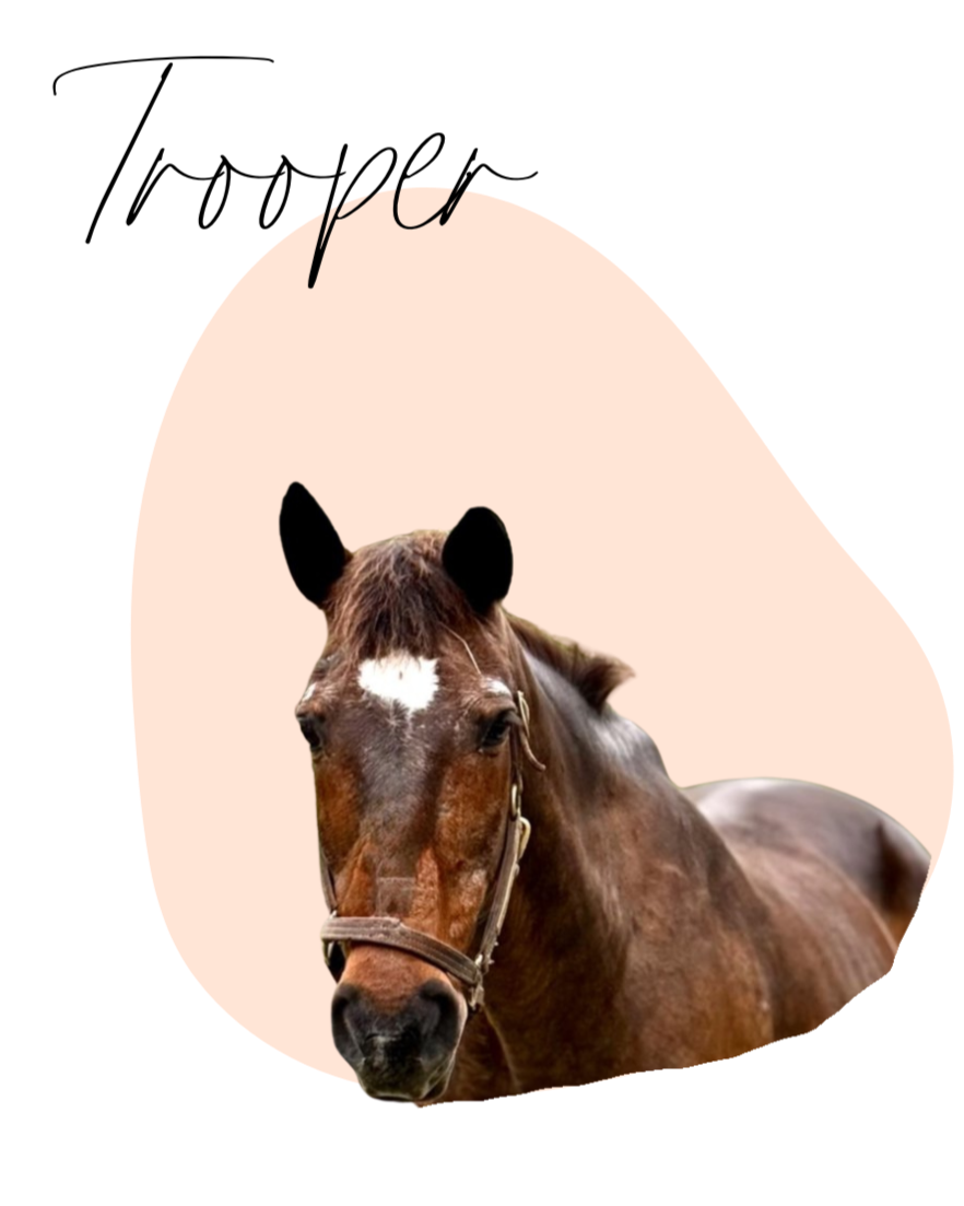 A brown horse with a white star-shaped marking on its forehead, wearing a halter, against a light pink background.