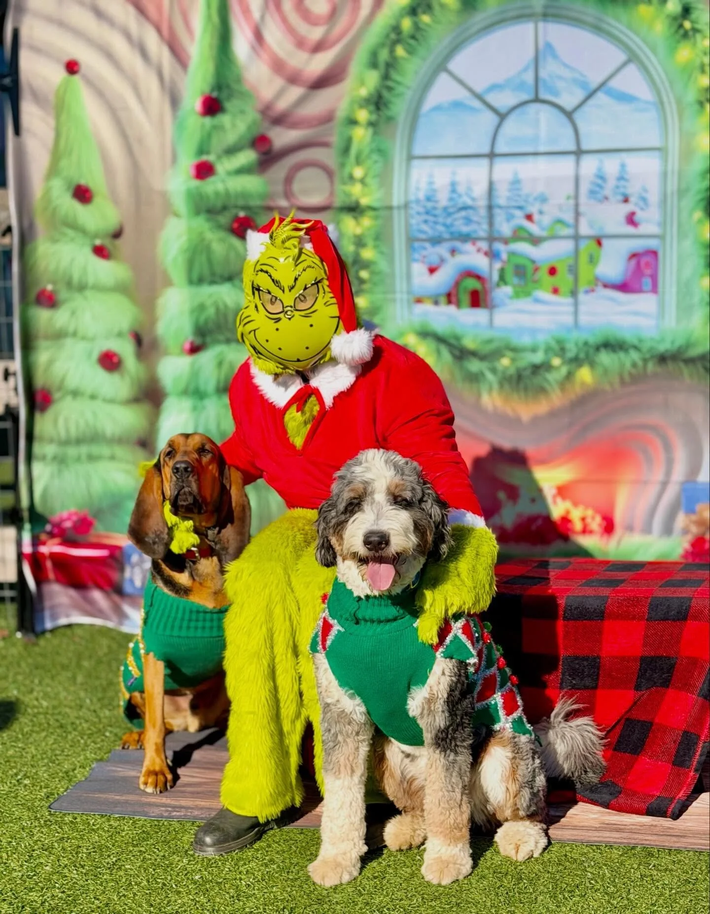 The boys loved The Grinch, Mac met his miniature doppelg&auml;nger at @ruffcanineclub 

#holidaydogs