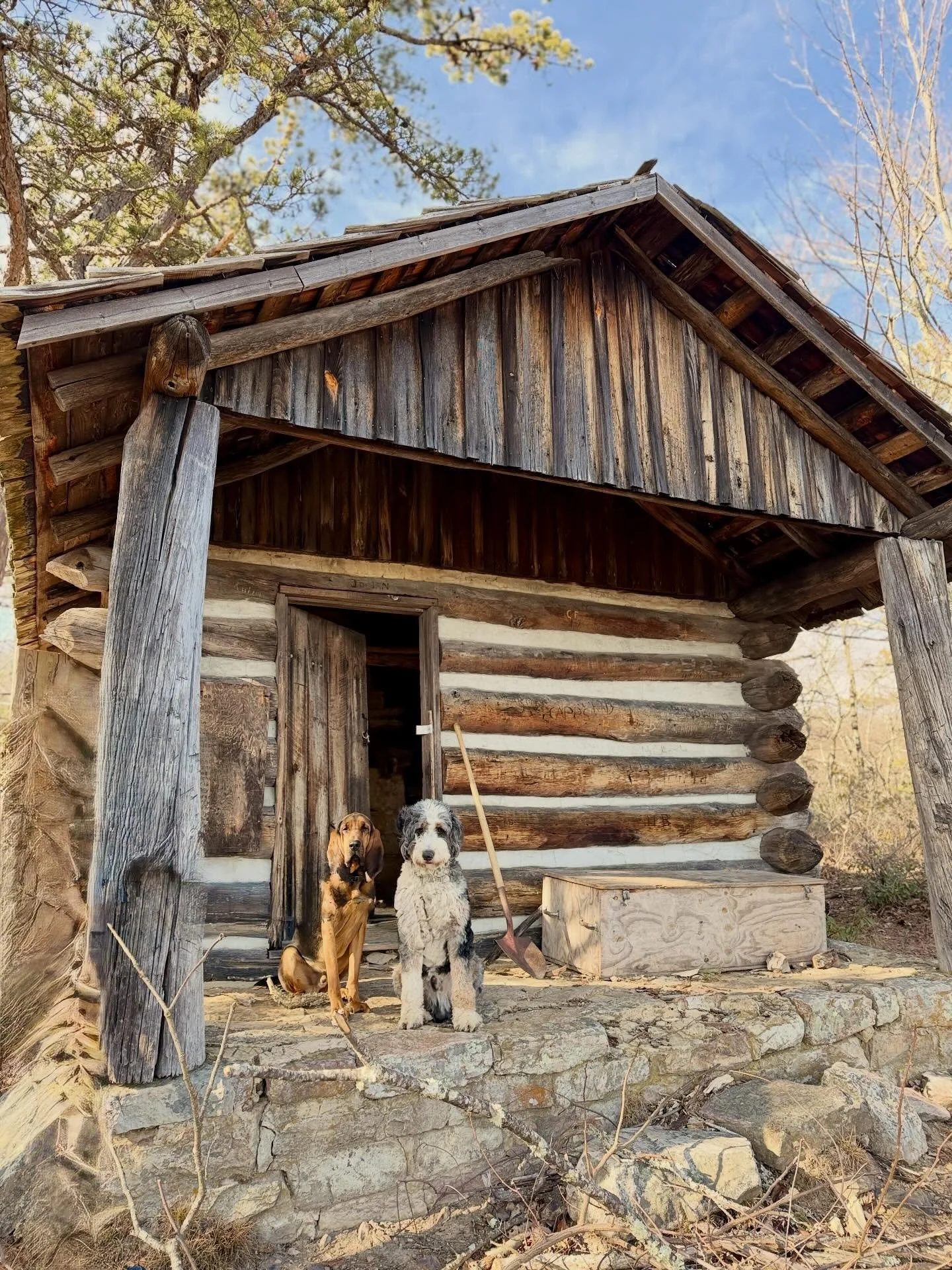 #FirstDayHike Bruce and Mac move into Tuscarora cabin 

#vastateparks #douthatstatepark #virginiahiking #dogswhohike