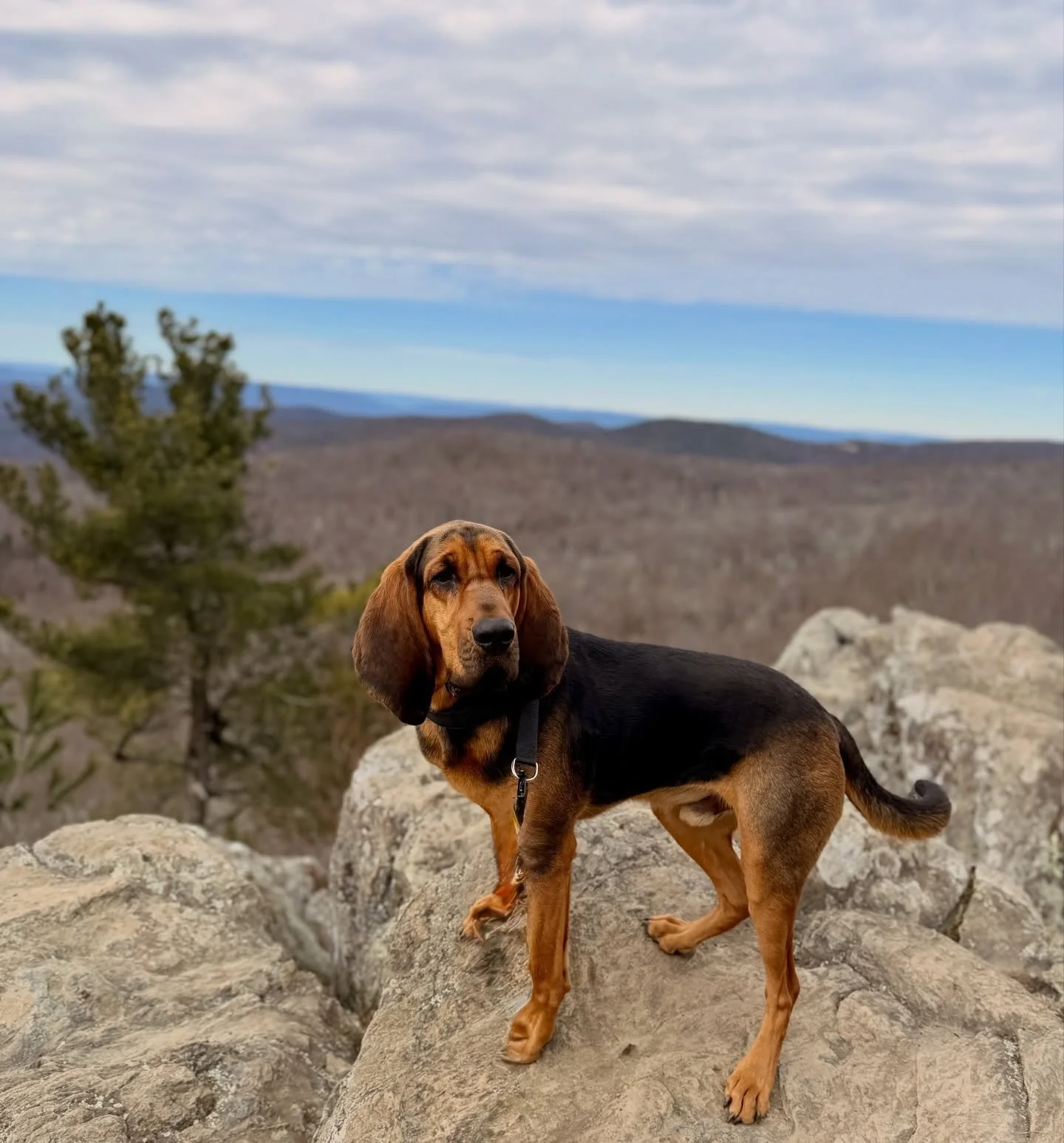 We&rsquo;re back in spring weather and Bruce is ready for another season on the parkway 

#bloodhounds #blueridgeparkway #hikingdogs