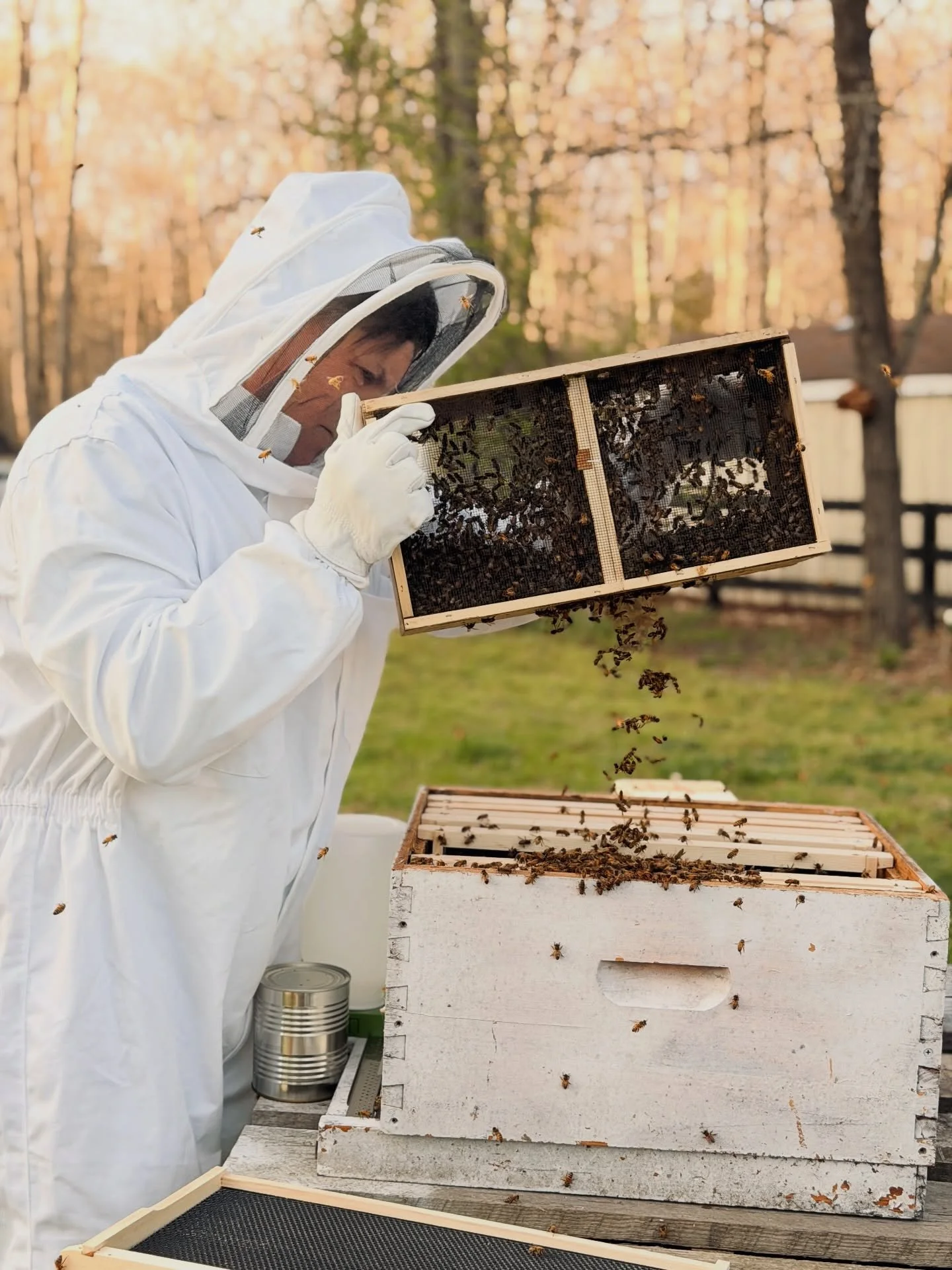 The bees are here 🐝

#VirginiaHomestead #VirginiaBeekeeping #BackyardBeekeeping #PollinatorFriendly