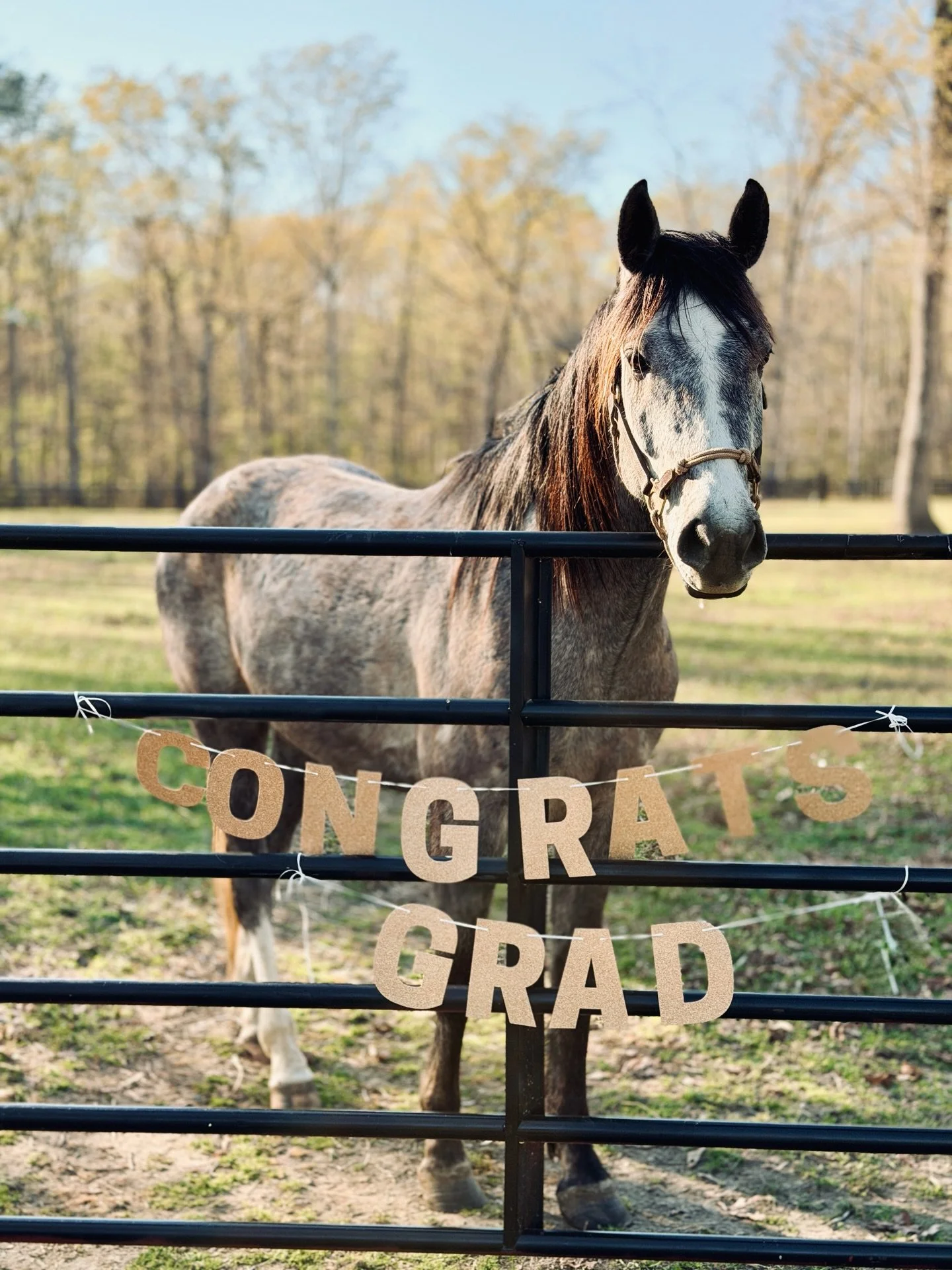 When you go from being a gangly 3 year old to officially under saddle 🎓

#horsegirlproblems