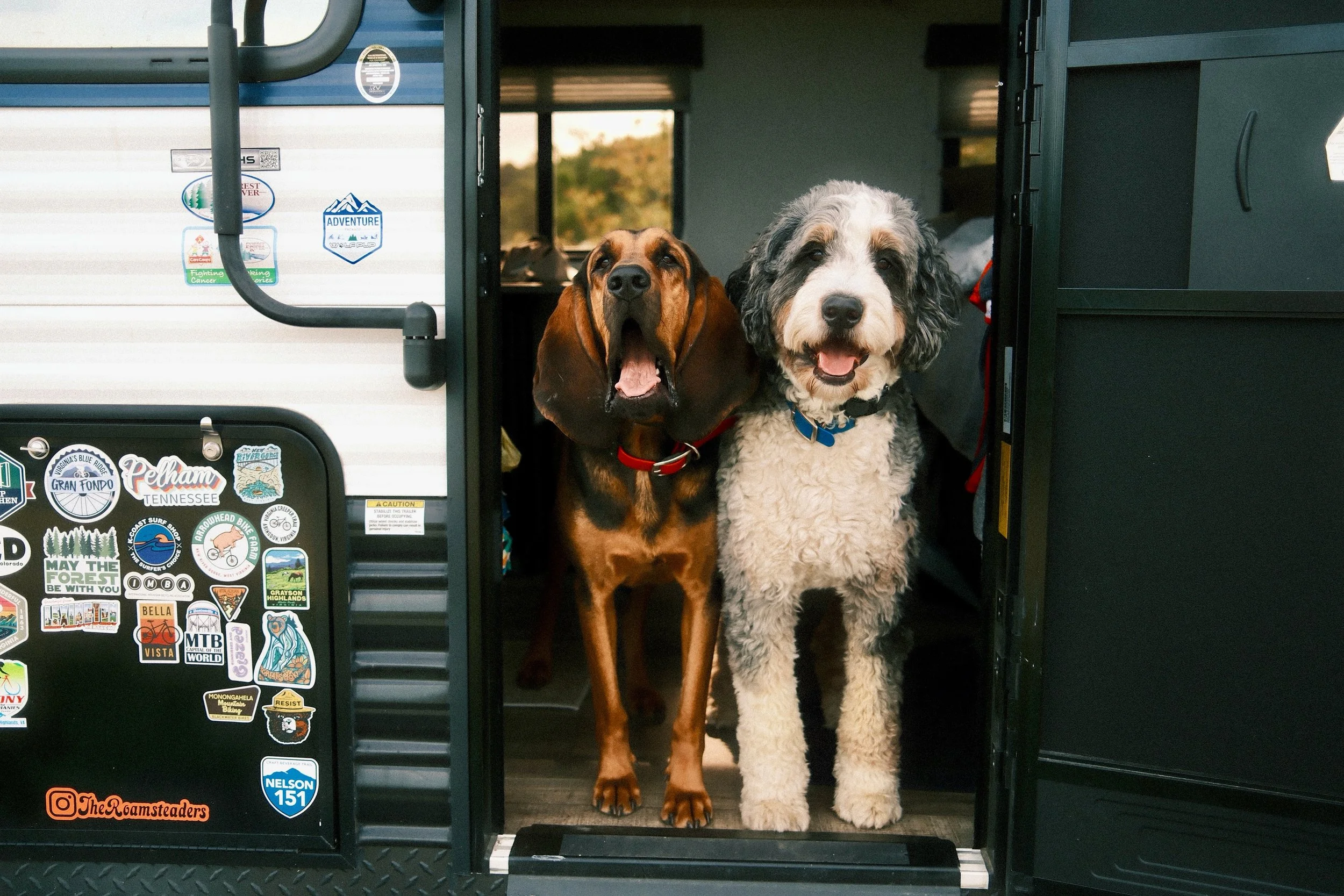 Bruce and Mac have officially claimed the camper as their second home &mdash; the second the RV door opens, they know we&rsquo;re goin

#RVLife #CampingDogs #DogsWhoCamp #RVTravel #AdventureDogs