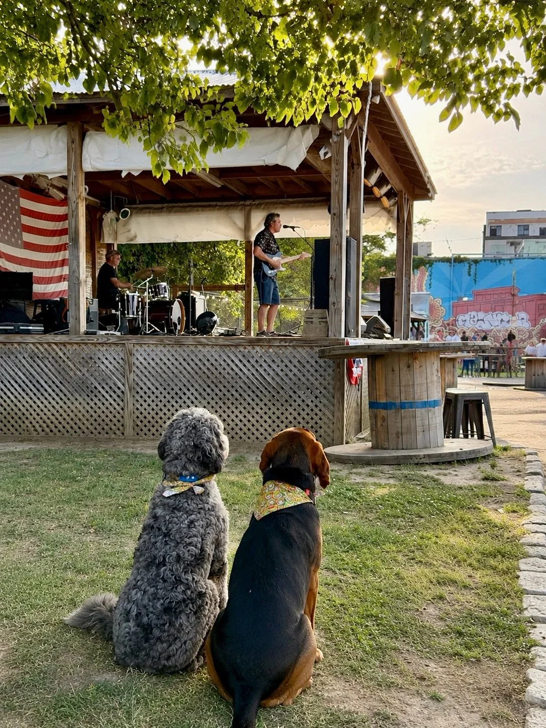 Mac and Bruce Saturday night with @theroyalwerva at @mainlinerva 

#rvadogs #rva #rvamusic #dogsofinstagram