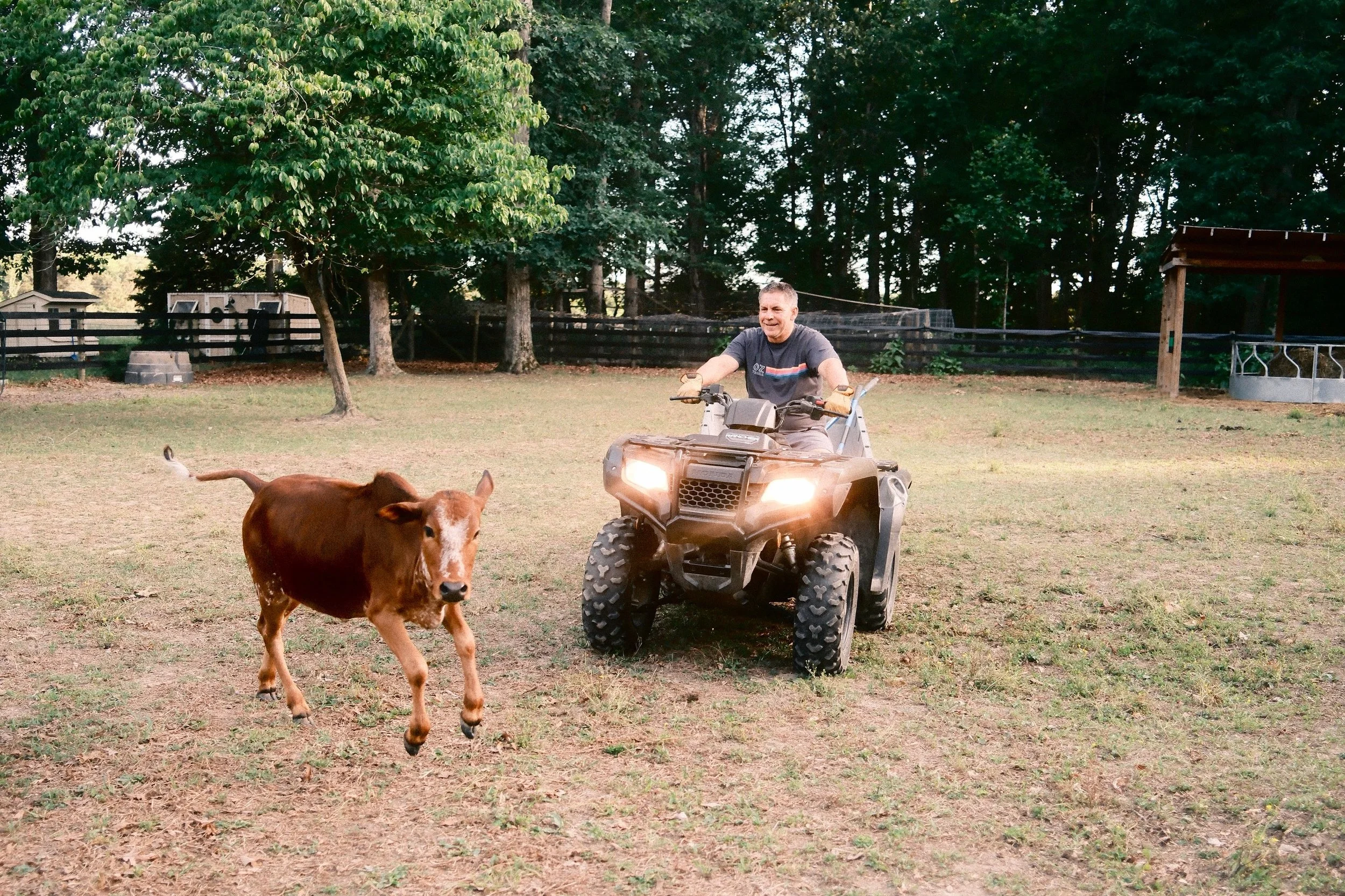 Our hoodlums lately 

#farmlife #homestead #minicow #kunekunes