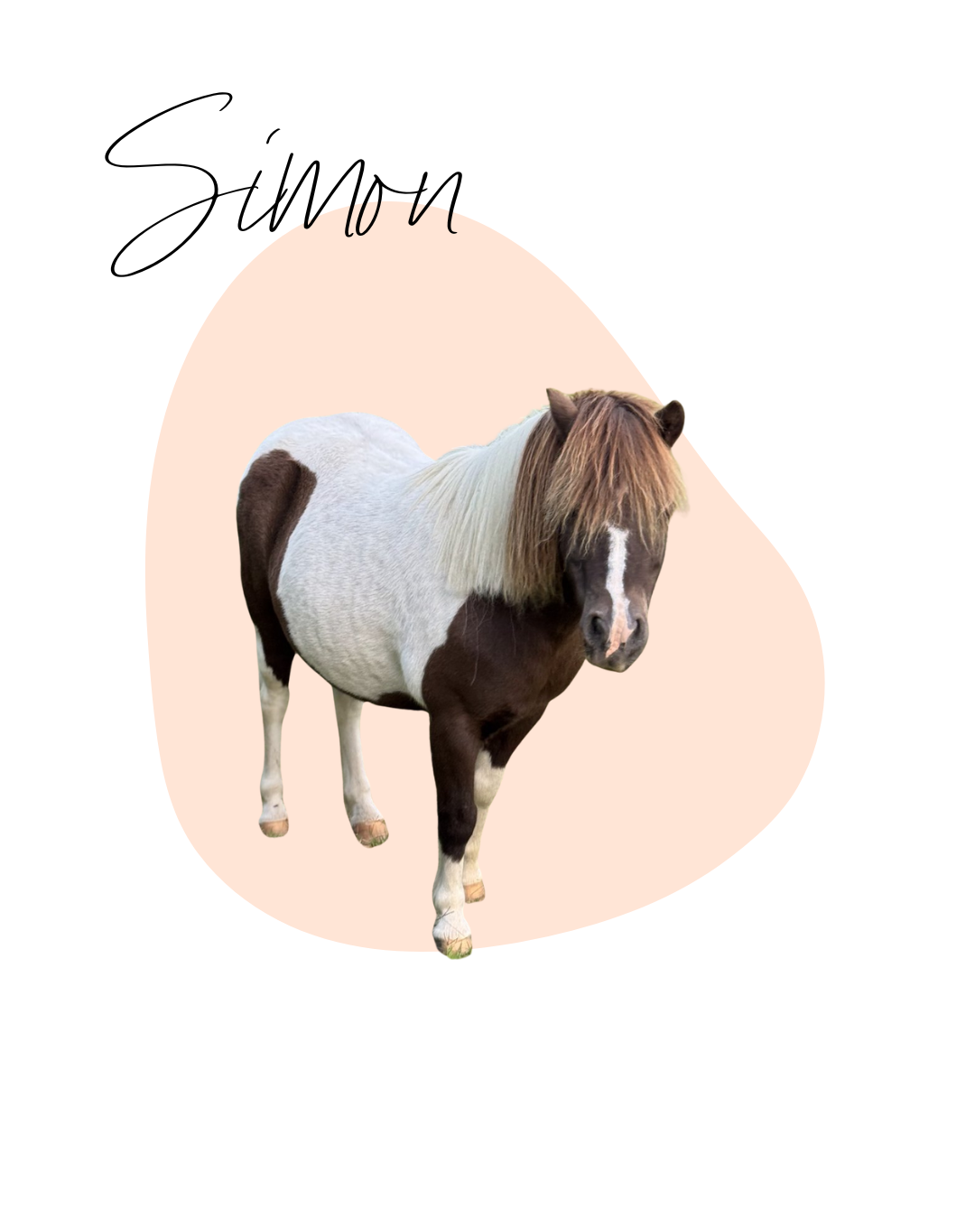 A pony with a white and brown coat stands against a light pink background and overlays with a graphic chart.