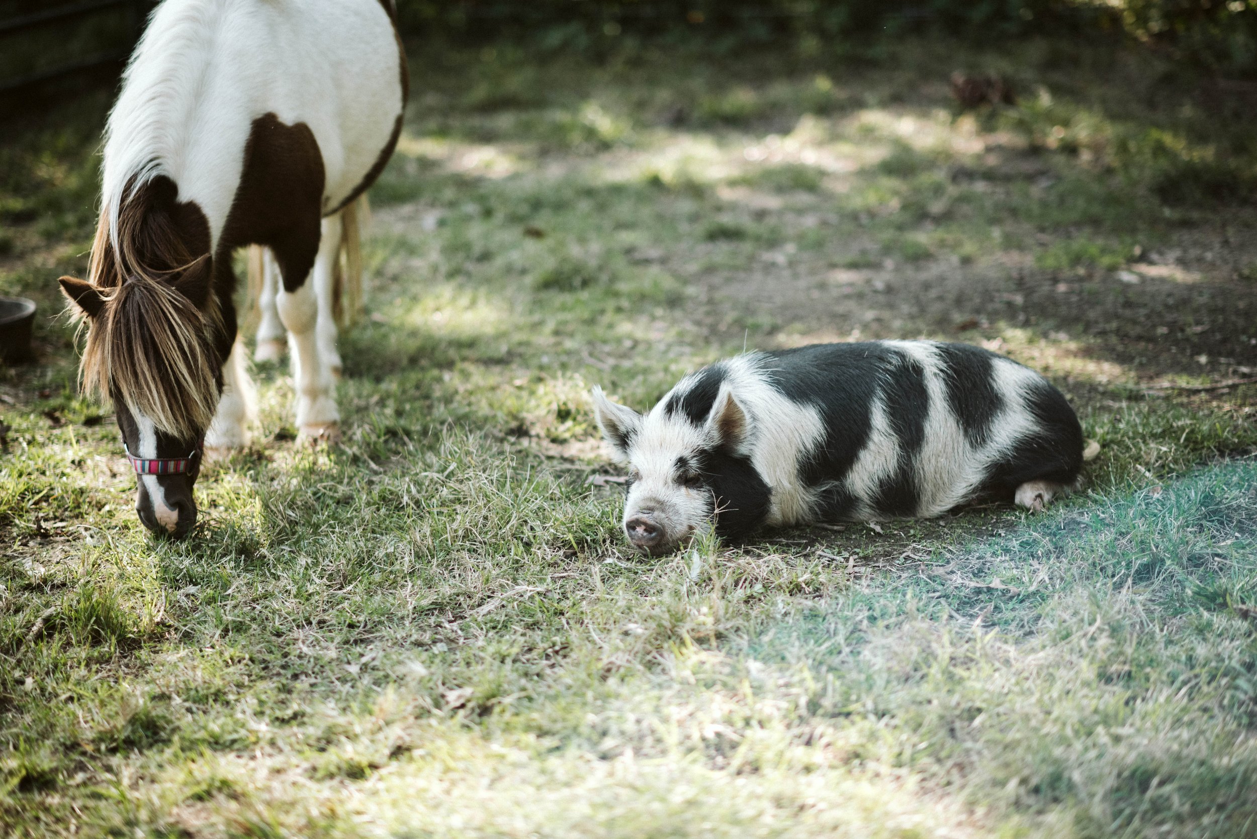 A small black and white pig lying on grass next to a brown and white horse grazing.