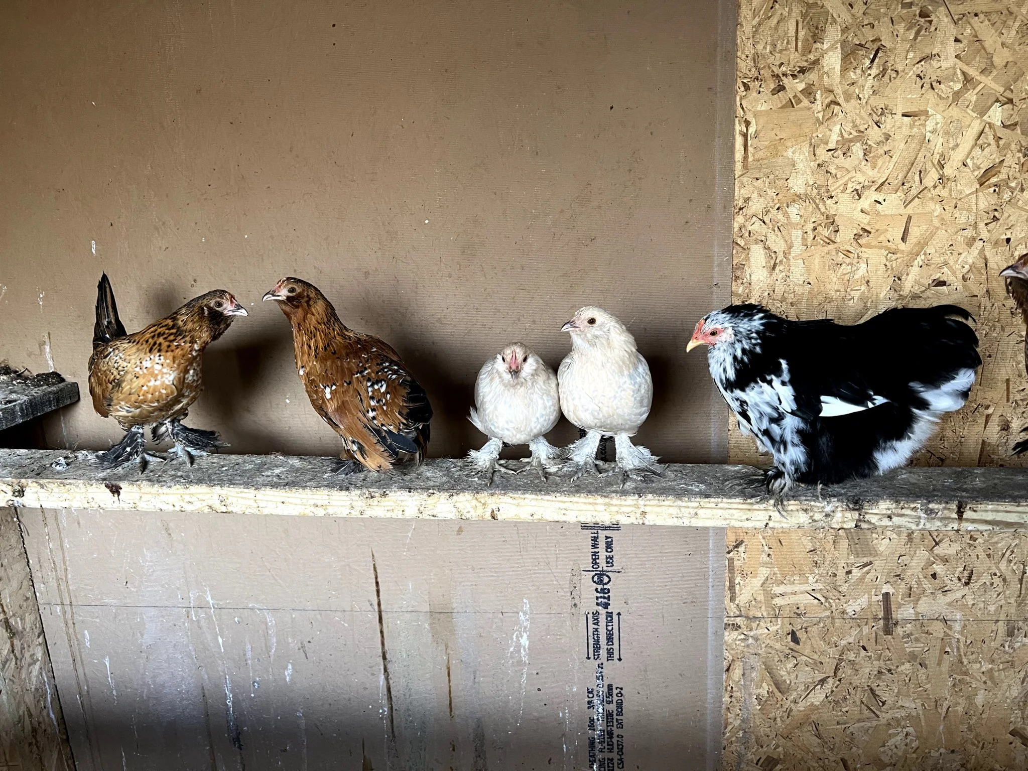 Five chickens sitting on a wooden perch inside a coop, with a brown wall and plywood panel in the background.