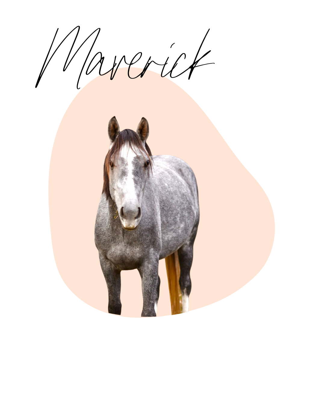 Gray horse with a white face and brown mane standing against a light peach background.