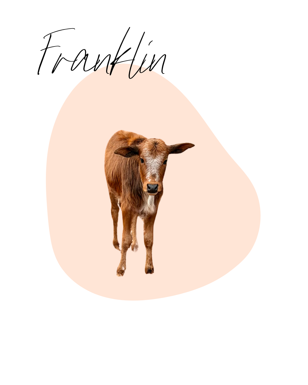 A young brown calf standing on a light pink background with stylized black text above it.