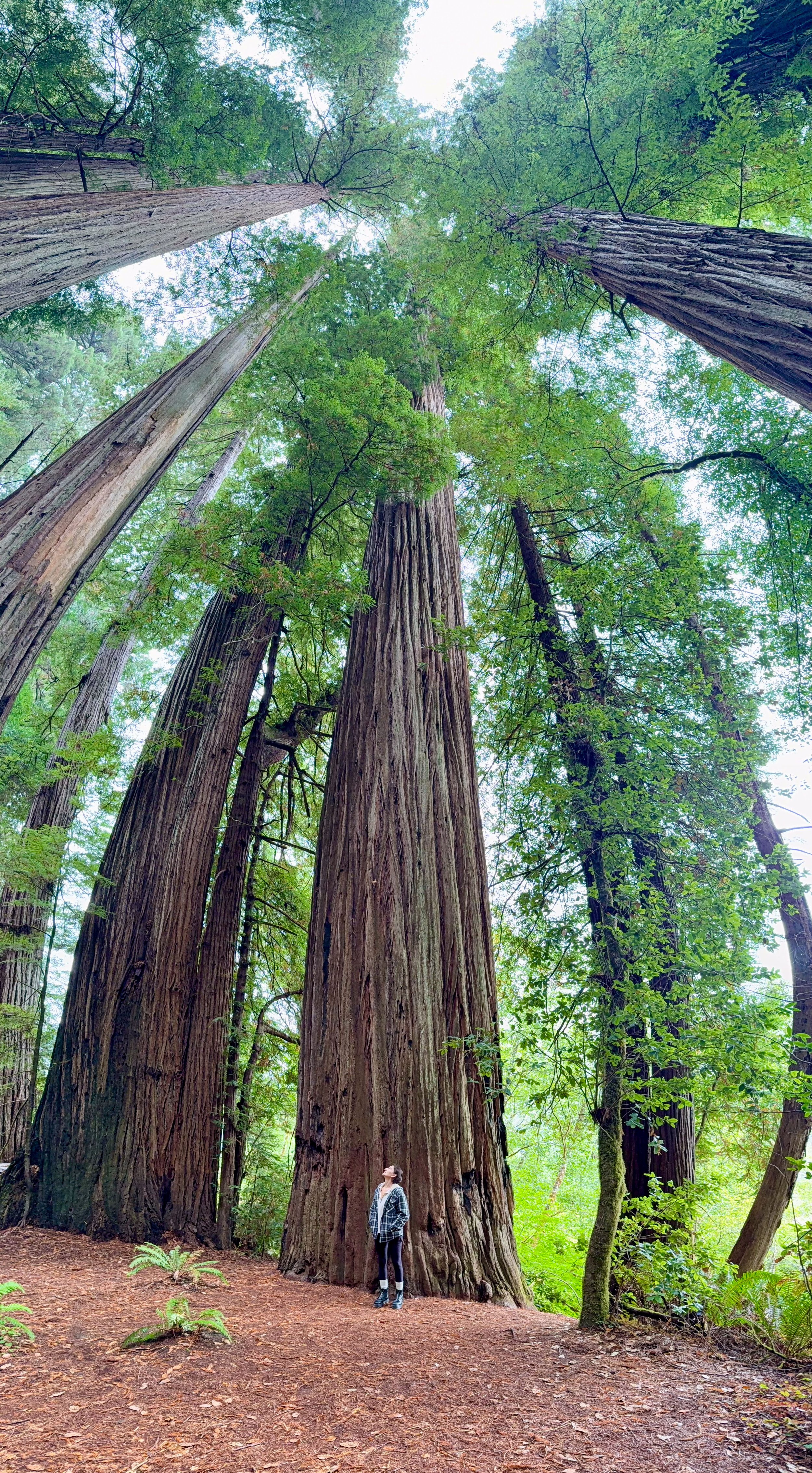 Redwoods National Park