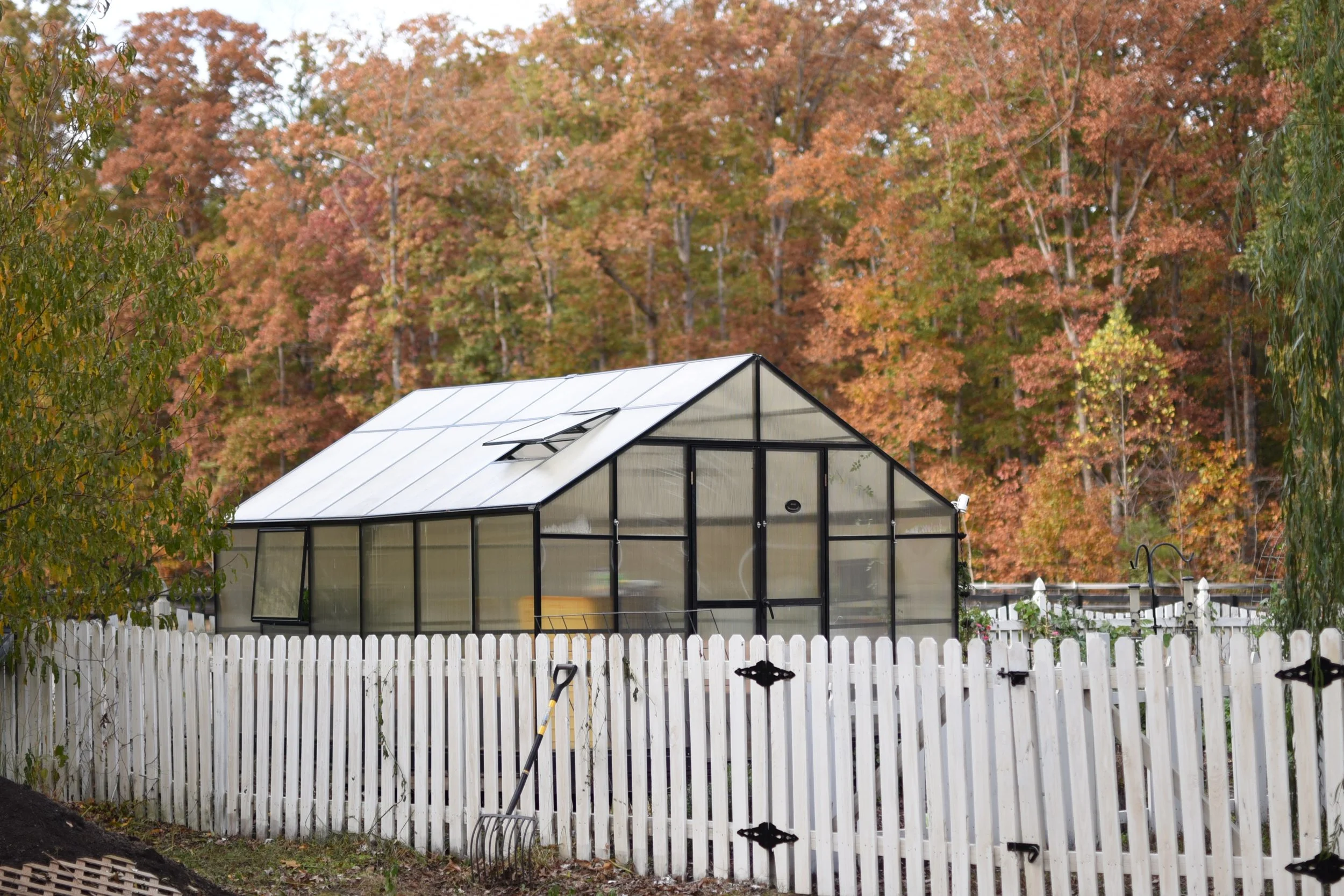 A greenhouse with a white roof and black framing in a garden with autumn-colored trees in the background, enclosed by a white wooden fence.