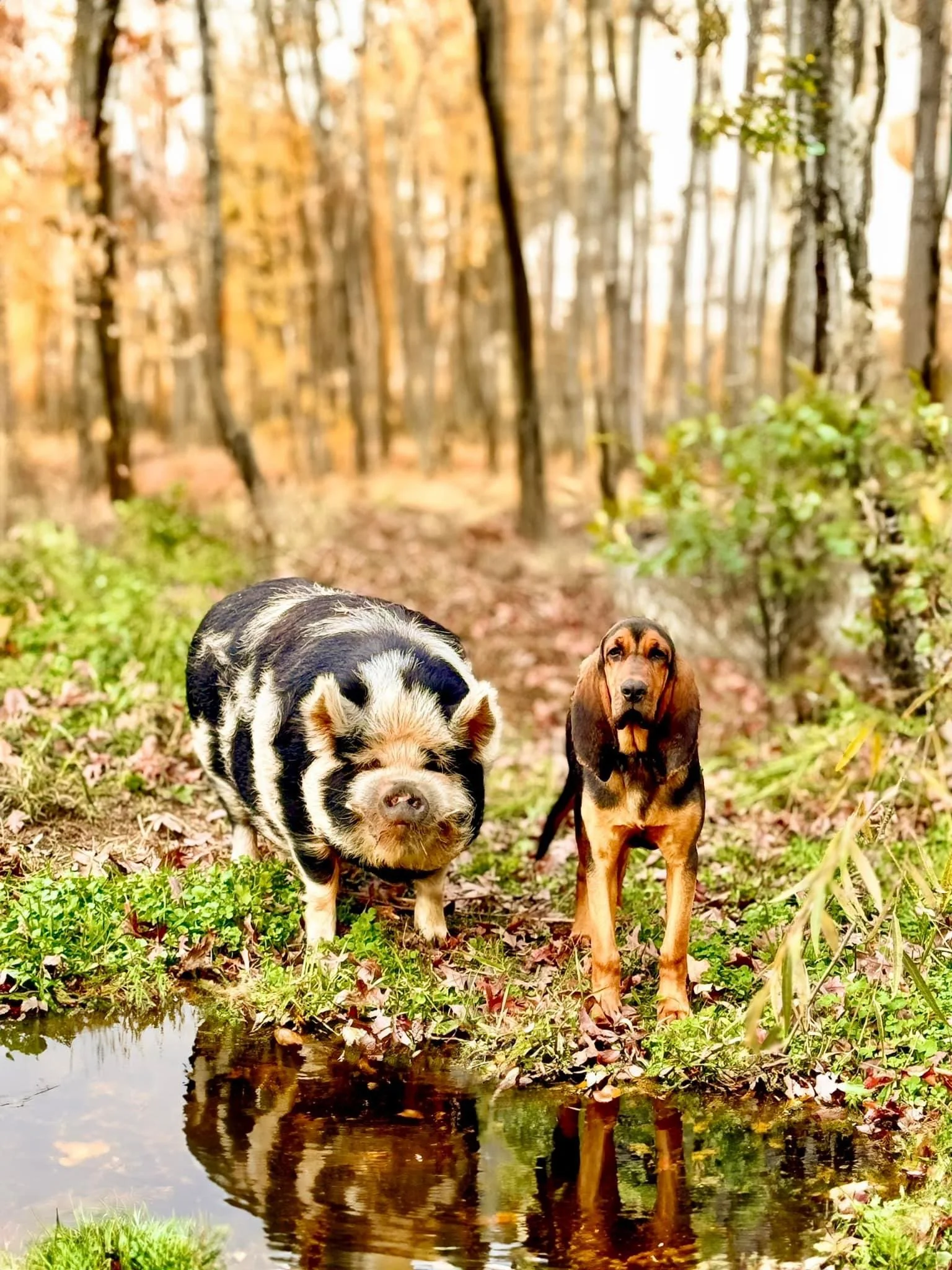A pig and a dog standing on grass near a small pool of water in a forest