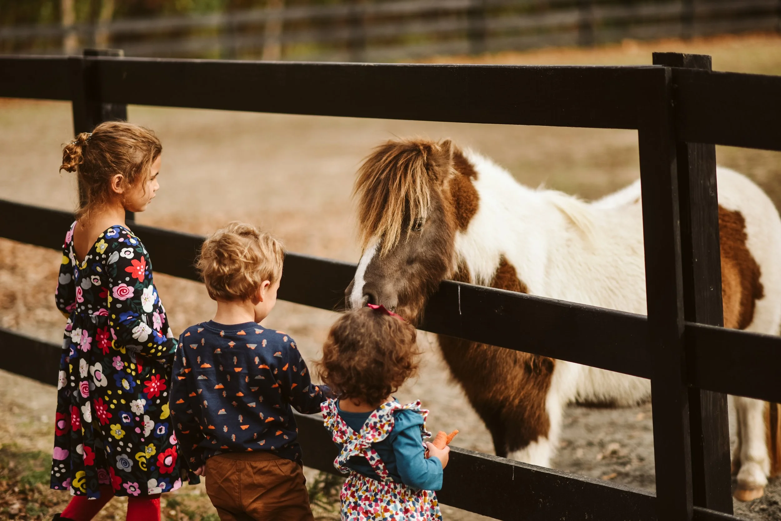 Three children standing near a black fence, feeding a pinto horse at an outdoor farm or petting zoo.