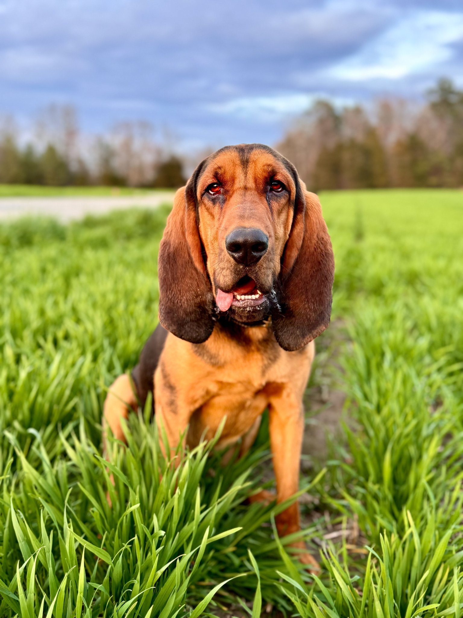 A basset hound sitting in a grassy field with green grass and trees in the background under a cloudy sky.