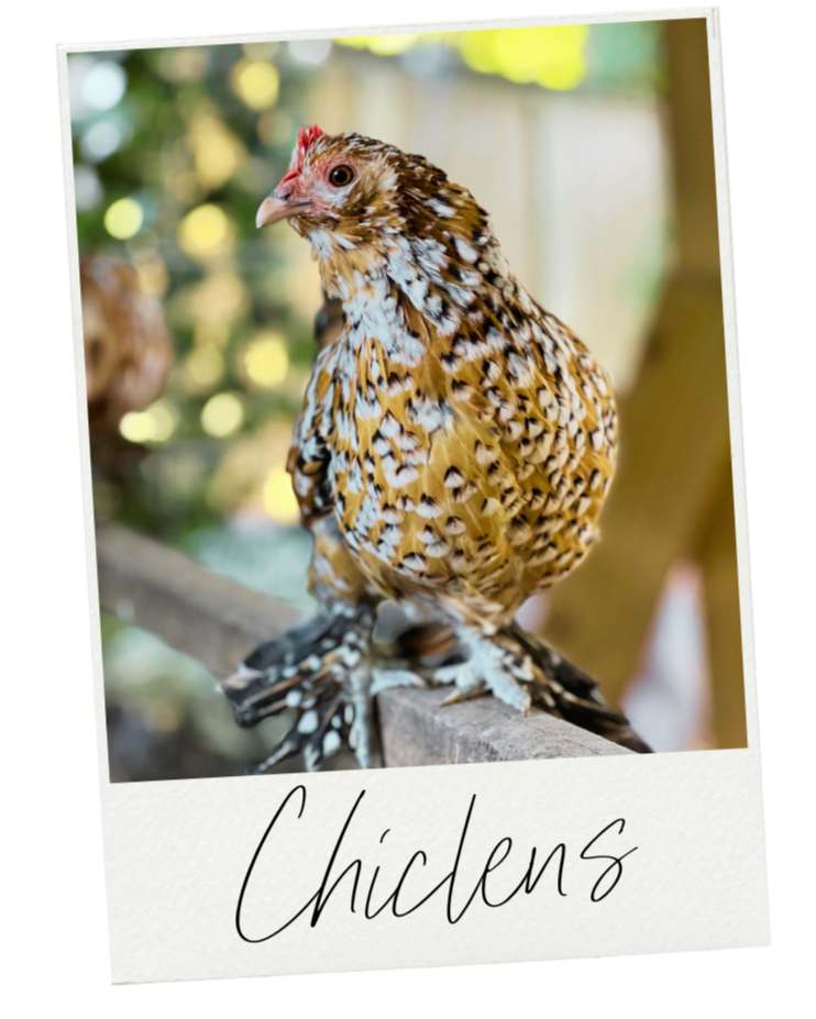 Close-up of a speckled brown and white chicken perched on a wooden beam, with blurred green and yellow background, labeled 'Chickens' at the bottom.