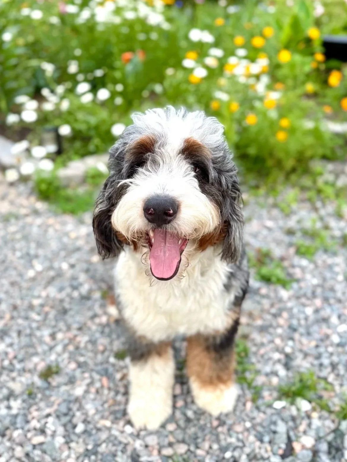 A happy fluffy puppy with a black and white coat and brown markings on its face, standing on a gravel path with yellow and white flowers in the background.