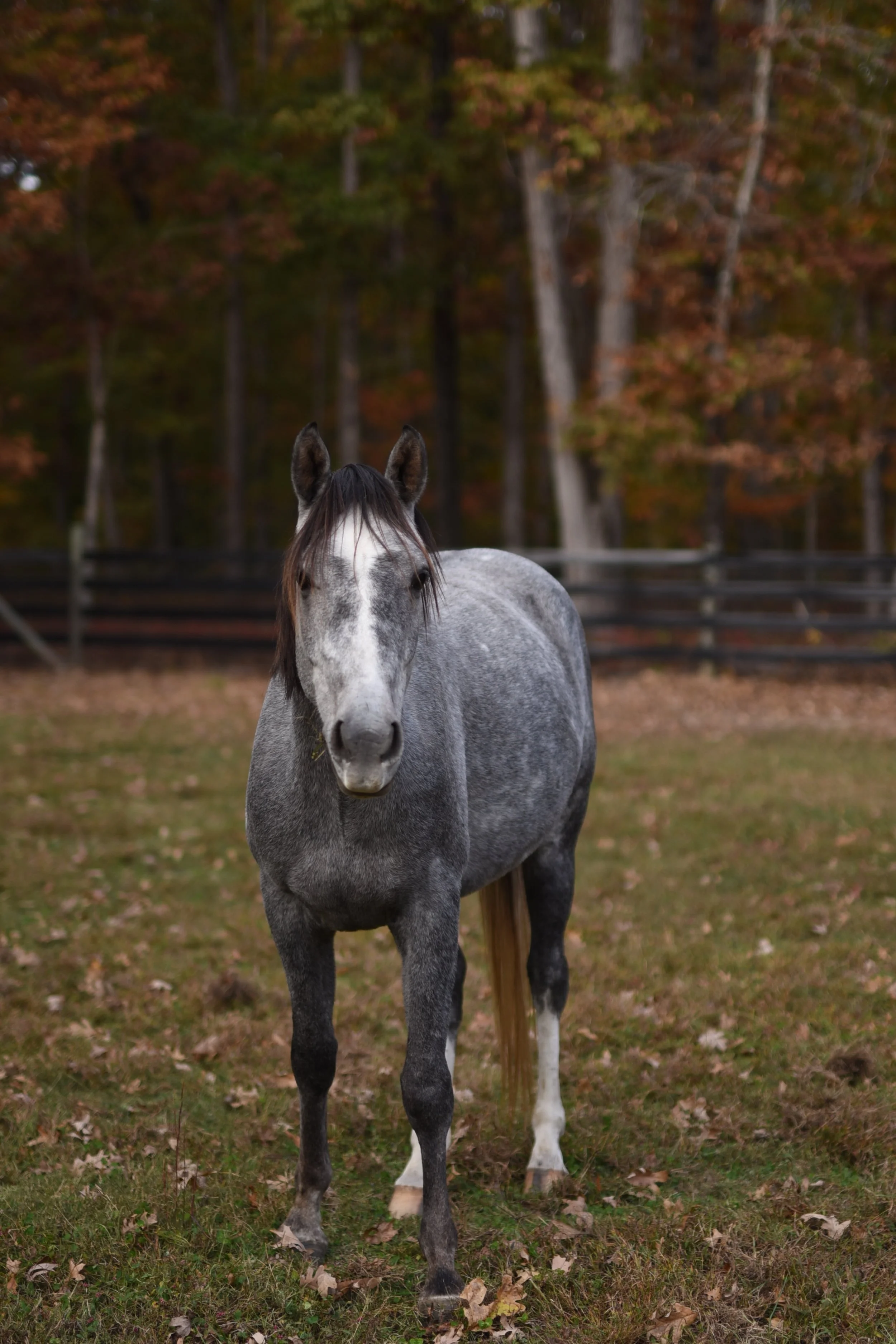 A gray horse with a white face standing in a grassy field with autumn trees and a wooden fence in the background.