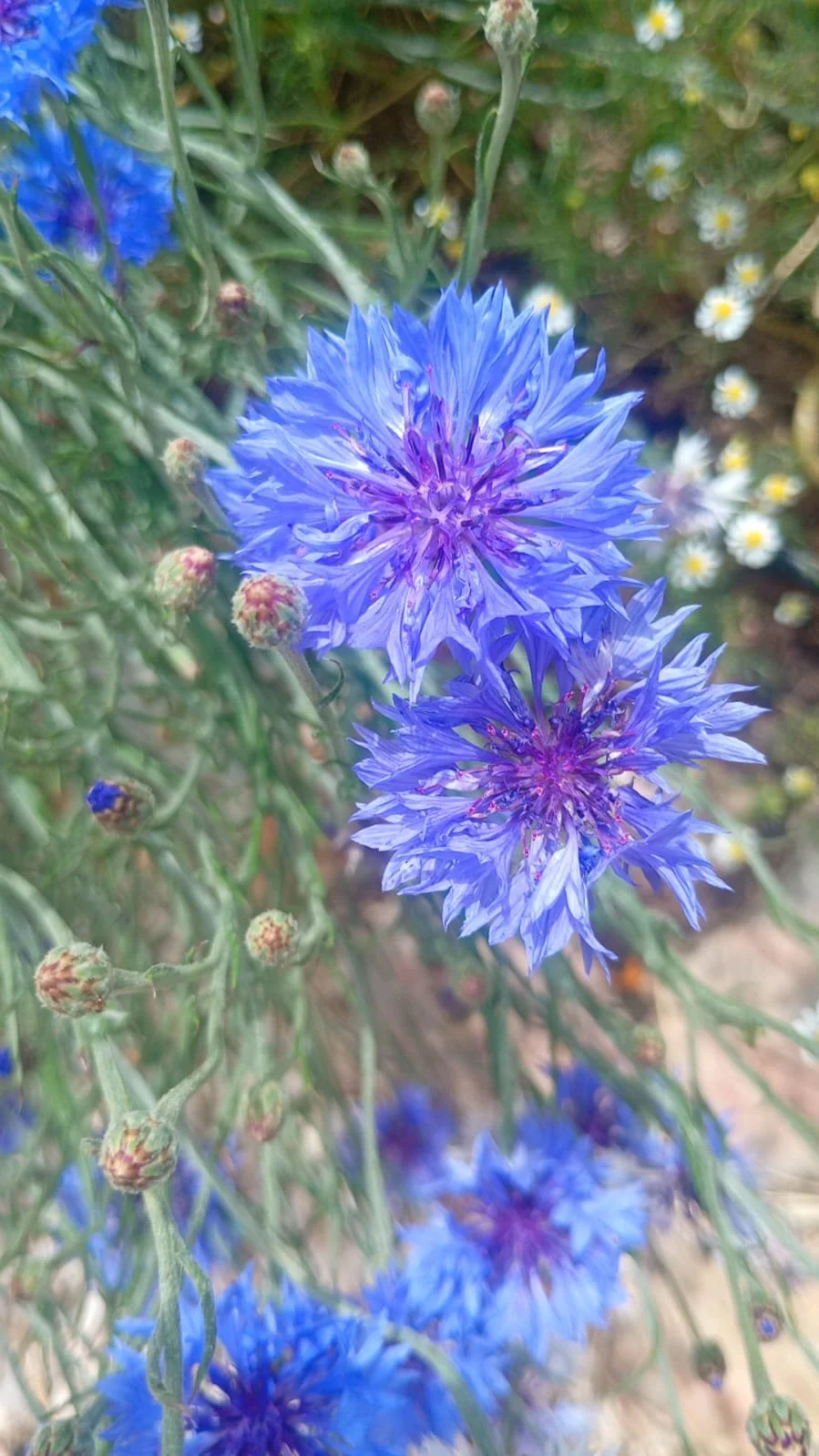 CORNFLOWER