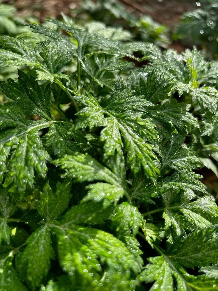 MUGWORT
