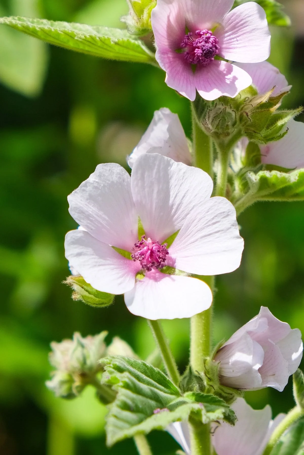 MARSH MALLOW