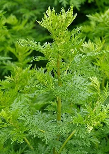 SWEET WORMWOOD