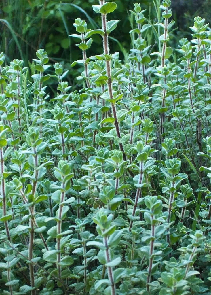 ZA'ATAR