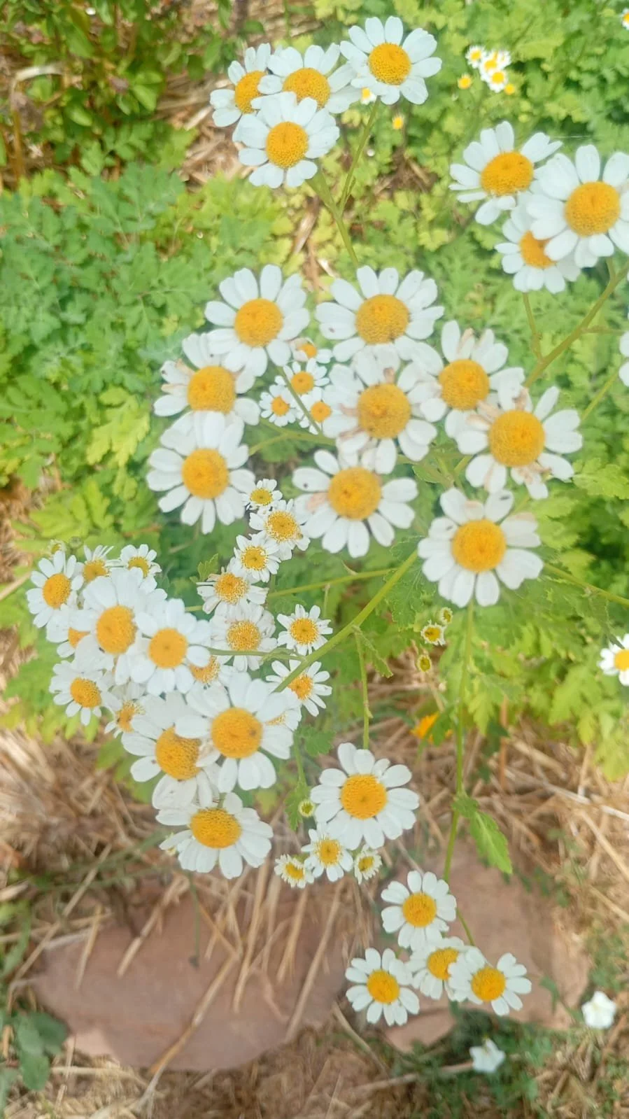 FEVERFEW