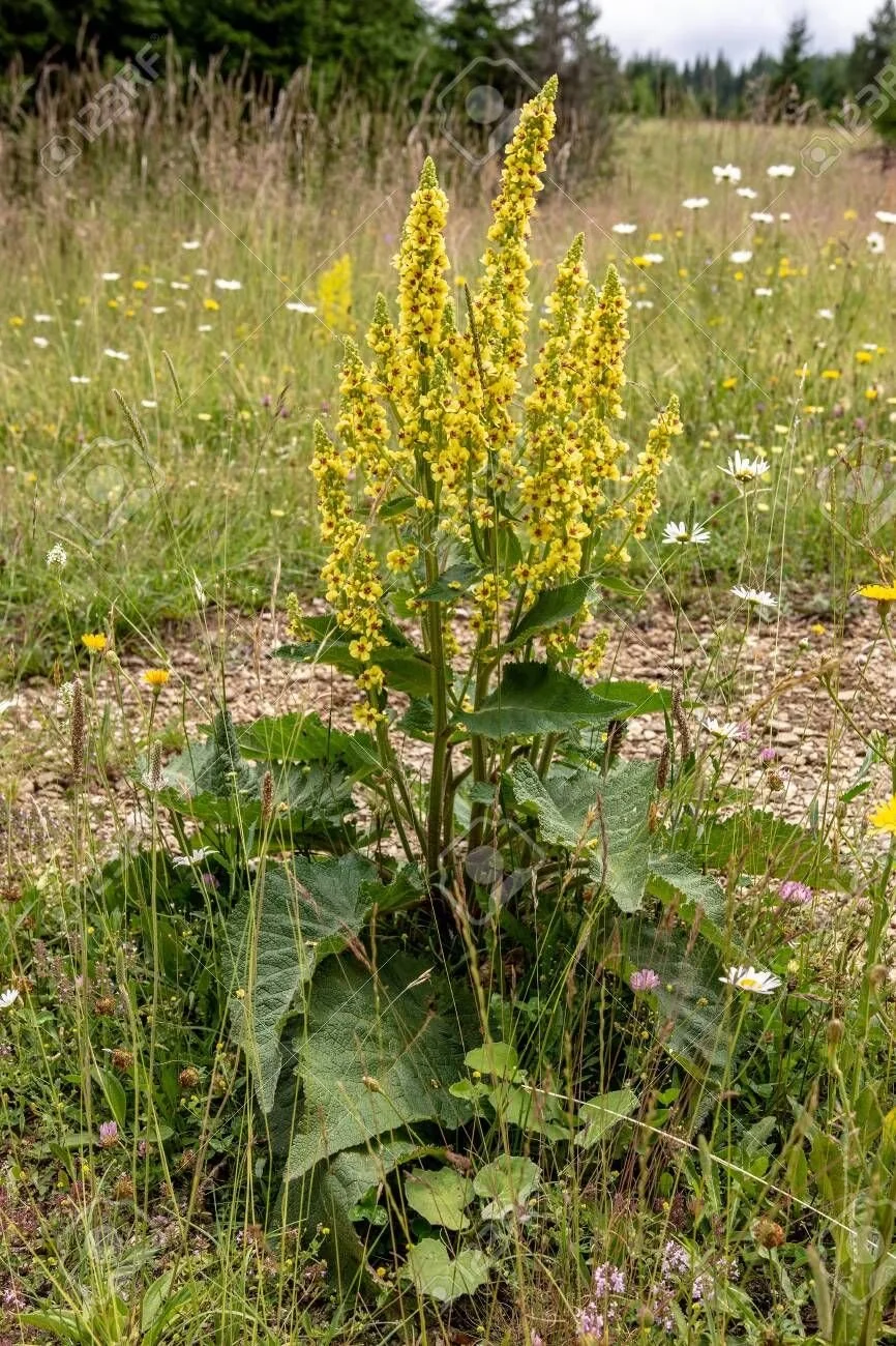 MULLEIN