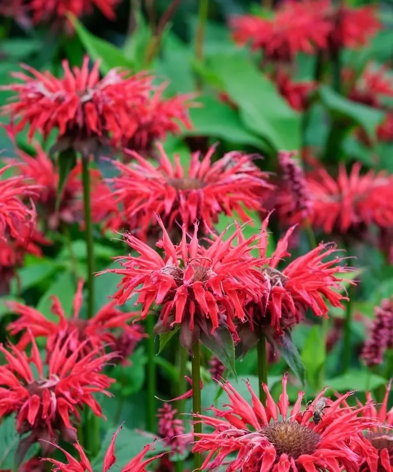 BEE BALM (MONARDA)