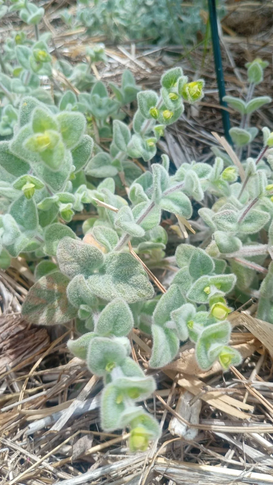 DITTANY OF CRETE