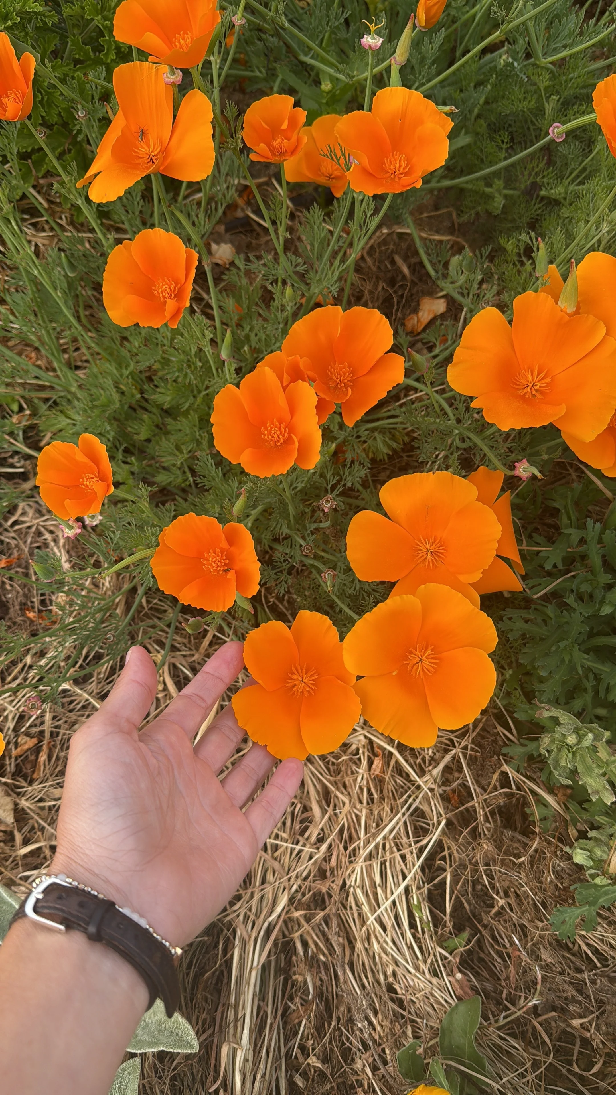 California Poppy