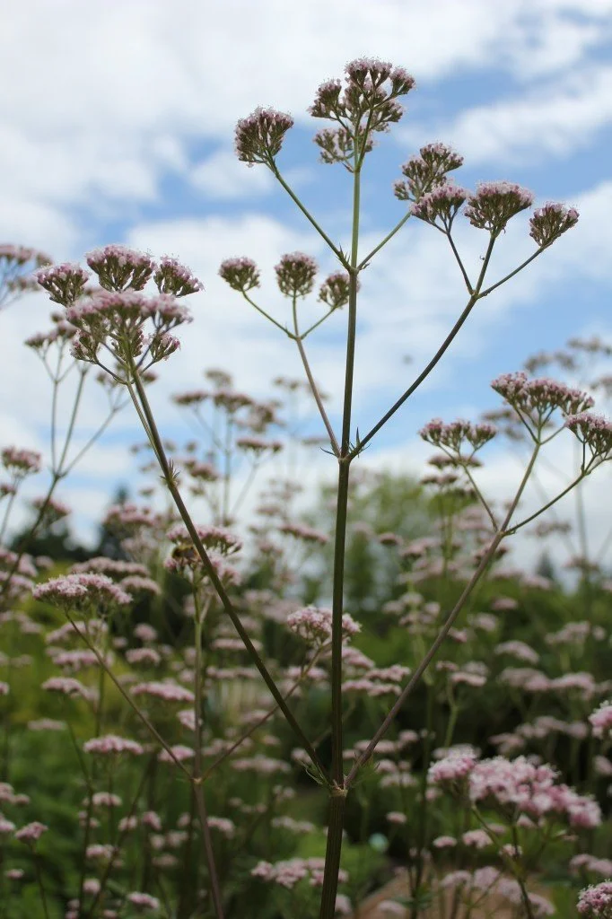 VALERIAN