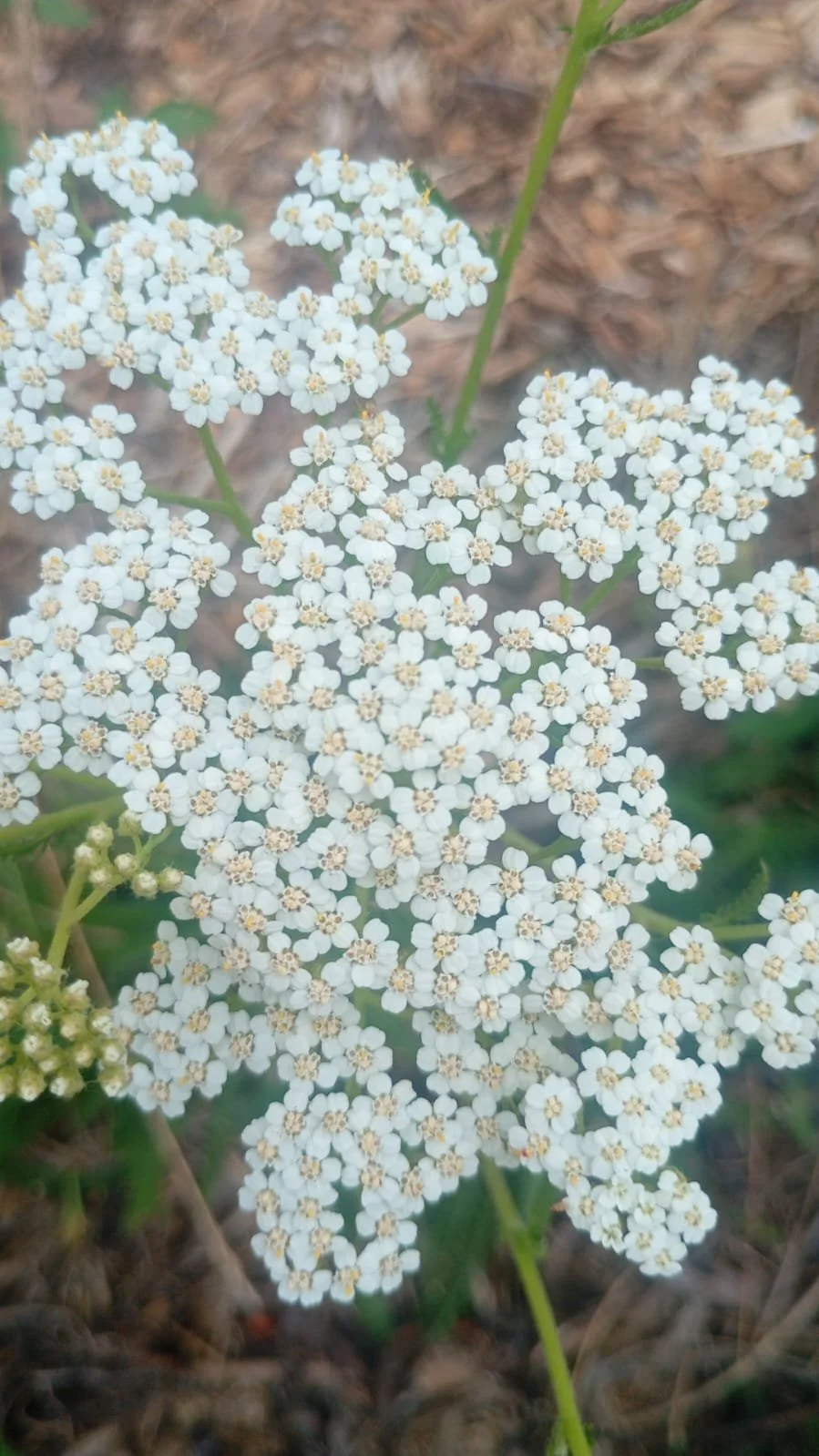 YARROW