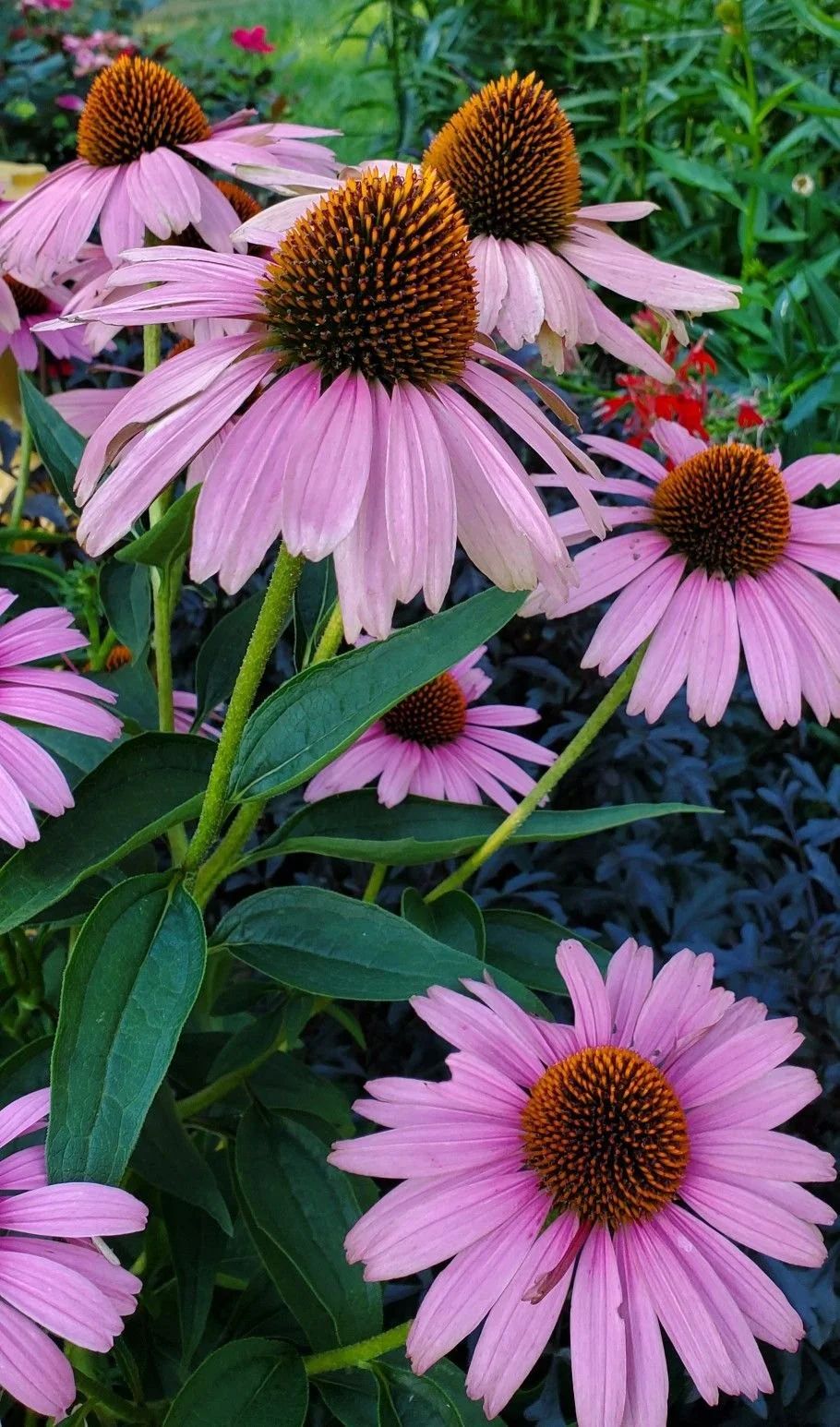ECHINACEA