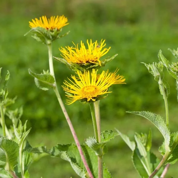 ELECAMPANE