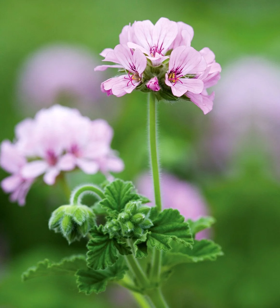 ROSE GERANIUM