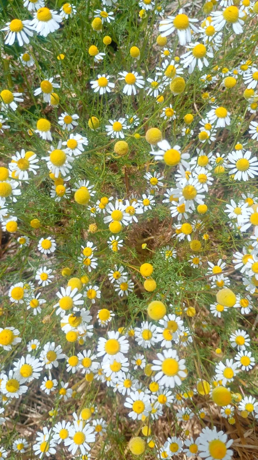 CHAMOMILE