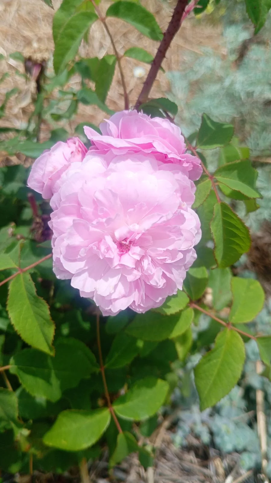 ROSA GALLICA