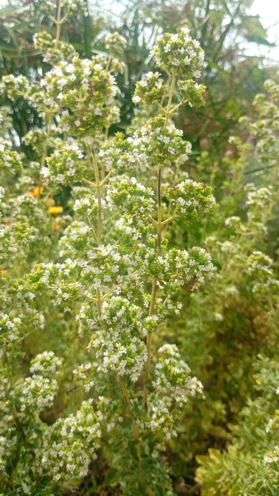 OREGANO