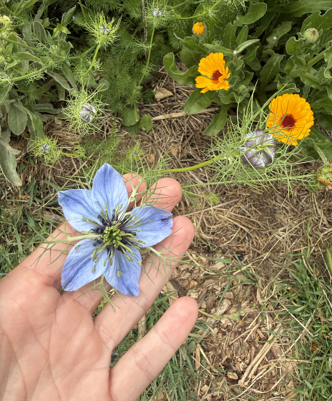 BLACK CUMIN