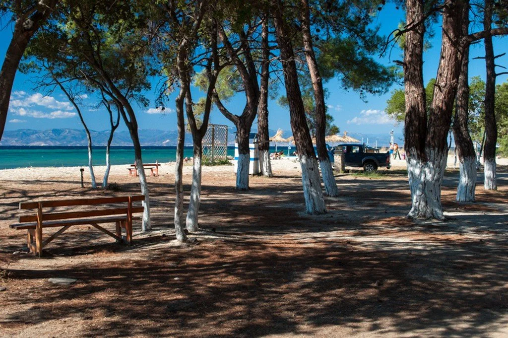 Dasyllio Beach: The Ultimate "Forest-meets-Sea" Escape in Thassos